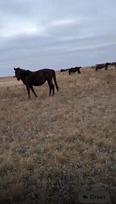 Продам кобылу 6 летку