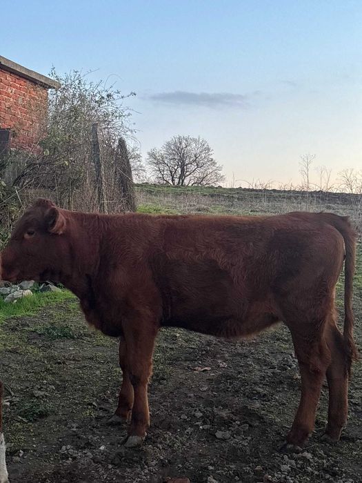 Женски месодайни телета