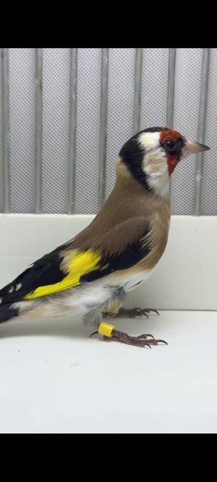 Kokil saratov sotiladi