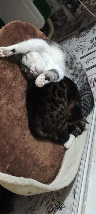 Бенгальская кошка