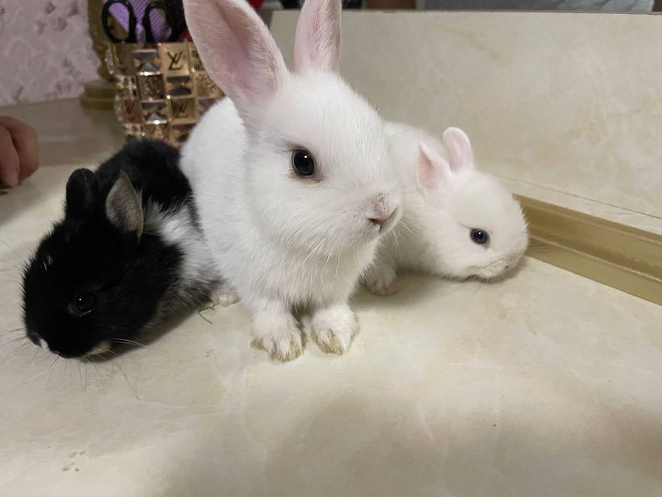 Karlik quyonlar uy ichida boqsa bo'ladi domda ham boqsa bo'ladigan