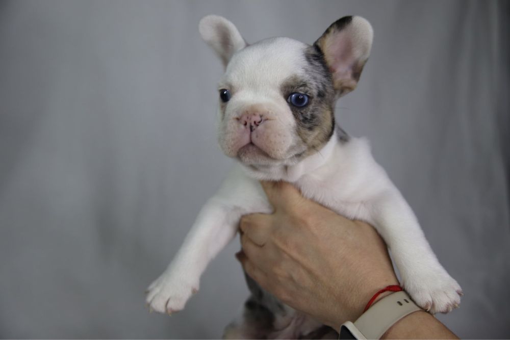 Френски булдог-момче