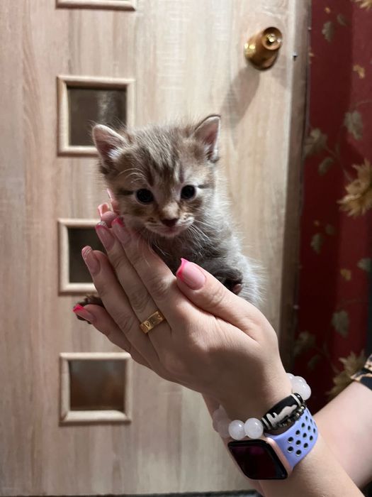 Котята готовые к брони