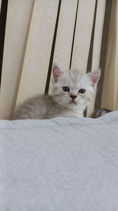 Продаются милые котята 1.5 месячные