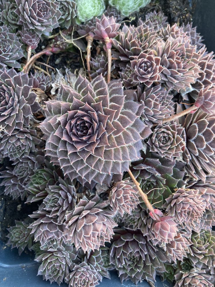 Suculente mix Sempervivum