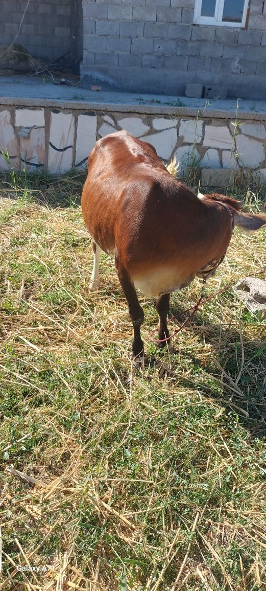 2 bosh G‘unojin sotiladi yosh sog‘lom