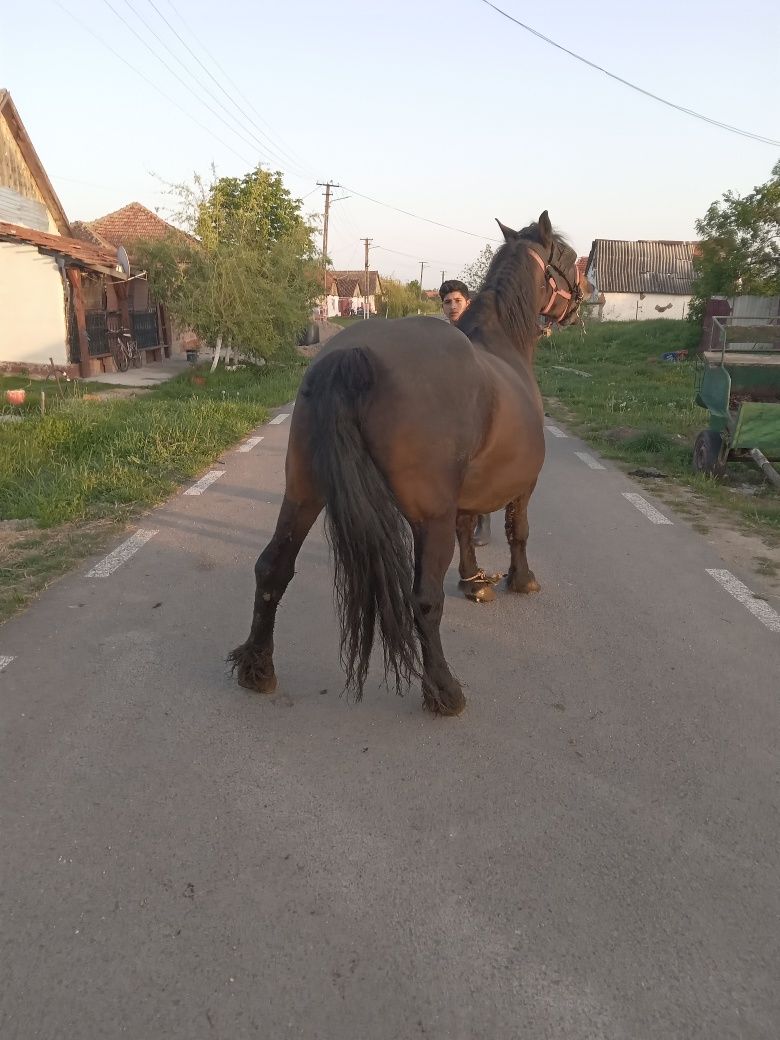 oeapă gestată mai are o săptămnă pună la termin să fete oeapă grea