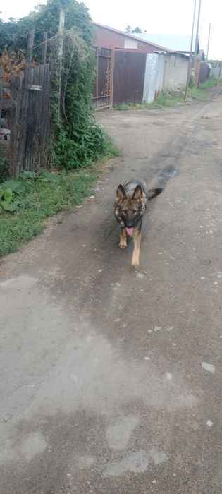 Продам щенков немецкой овчарки
