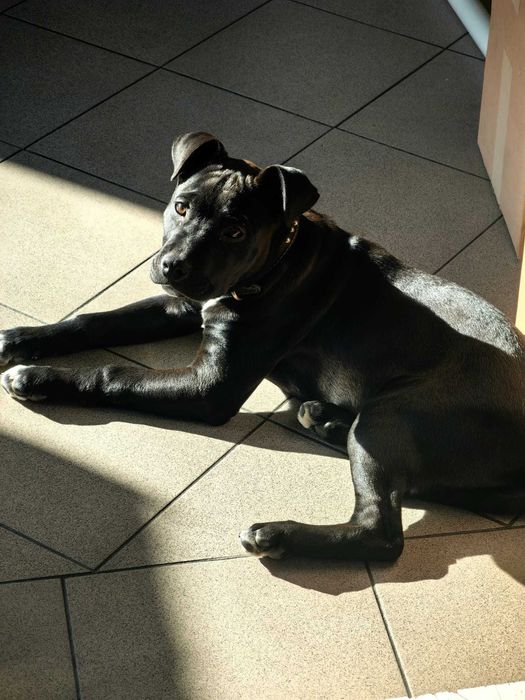 Pui Amstaff 10 saptamani