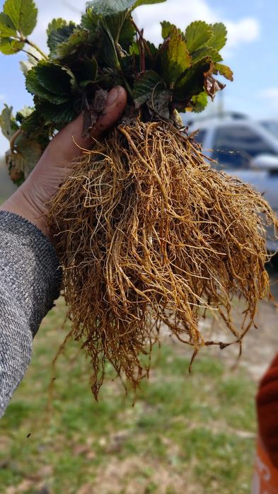Разсад ягоди холадски и италянски