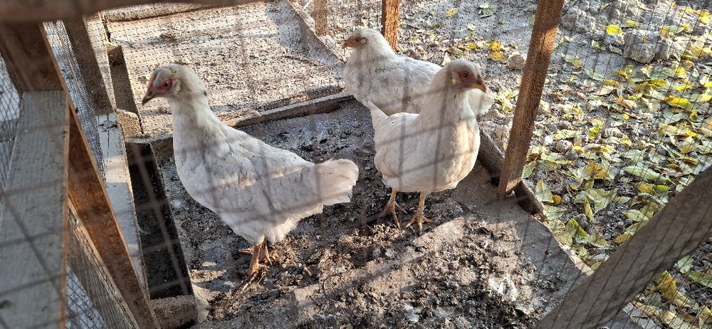 Ху'роз товук,лар сотилади.