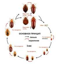 Дизинфекция dizinfeksiya 25% скидка