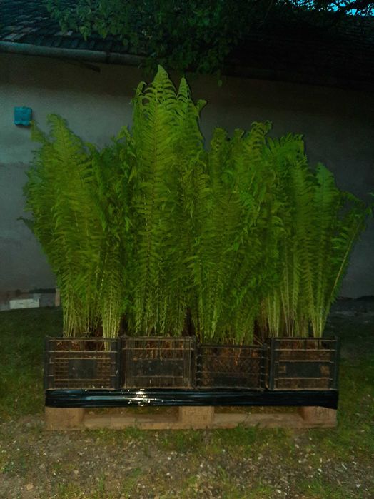 Feriga (Matteuccia Struthiopteris), prefera umbra, rezistenta la ger