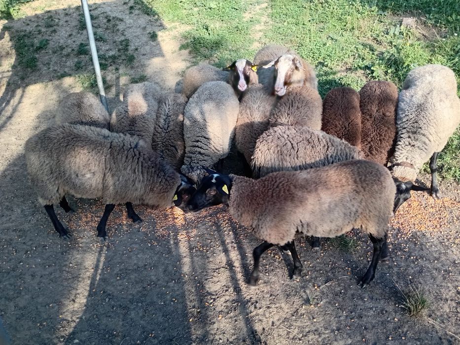 Vând Oi / Miei Romanov Originale / Bistrița