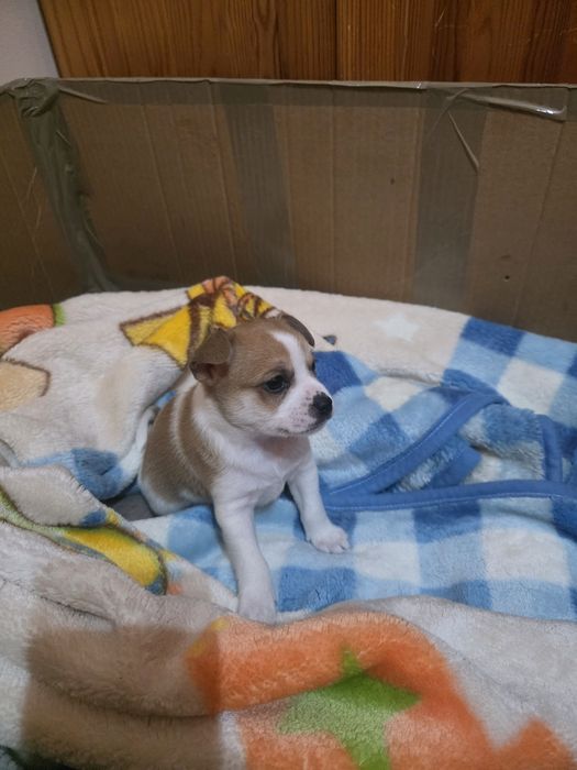 Кученца от дребна порода