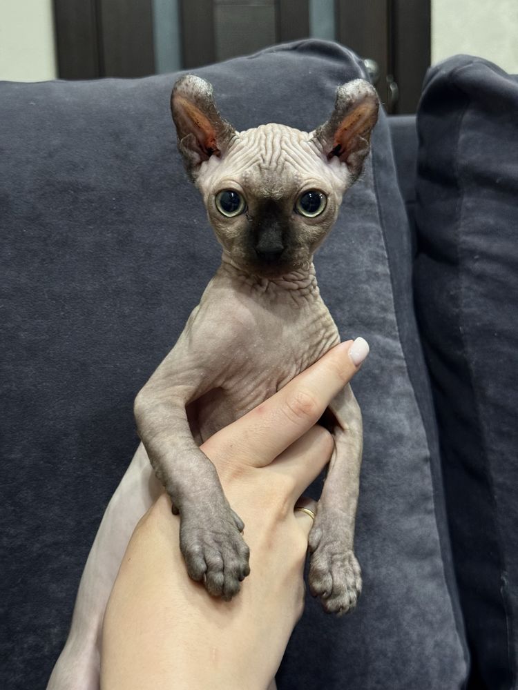 Котенок Эльф девочка