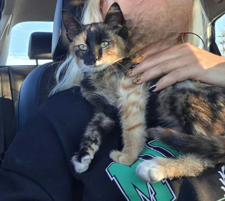 Подарявам Котенце!