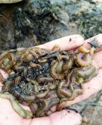 Морские черви на кефаль