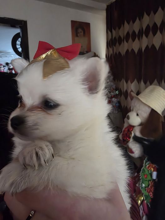 Căței Pomeranian! Cel mai frumos cadou!