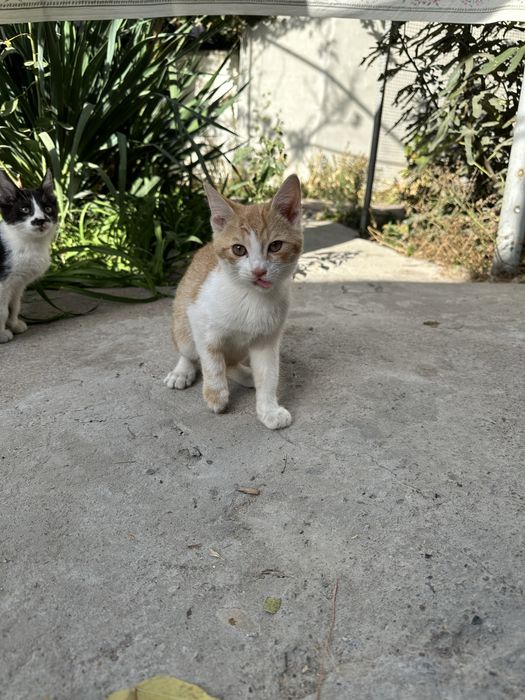 Котята рыжий и черно белый