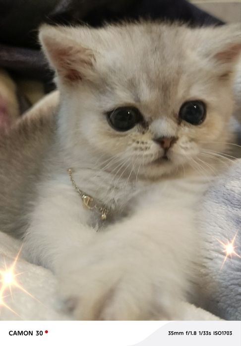 Котенок на продажу