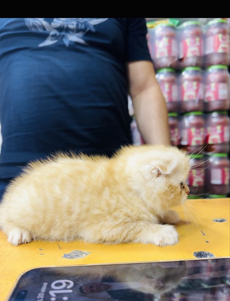 scottish fold sotiladi