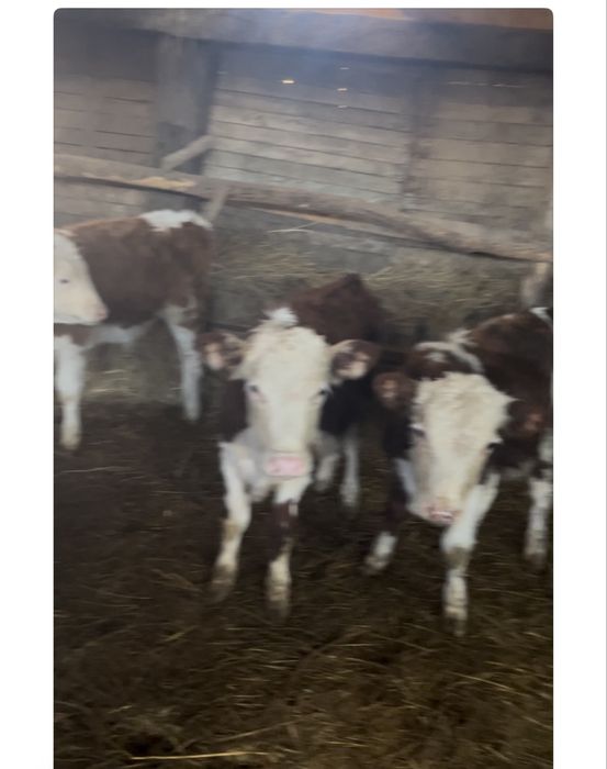 Продам бычков 7-8 месяцев