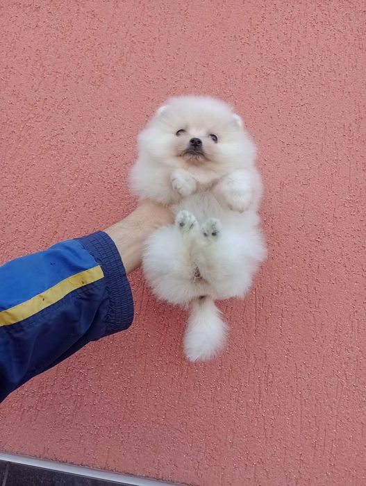 Бели Померани !!