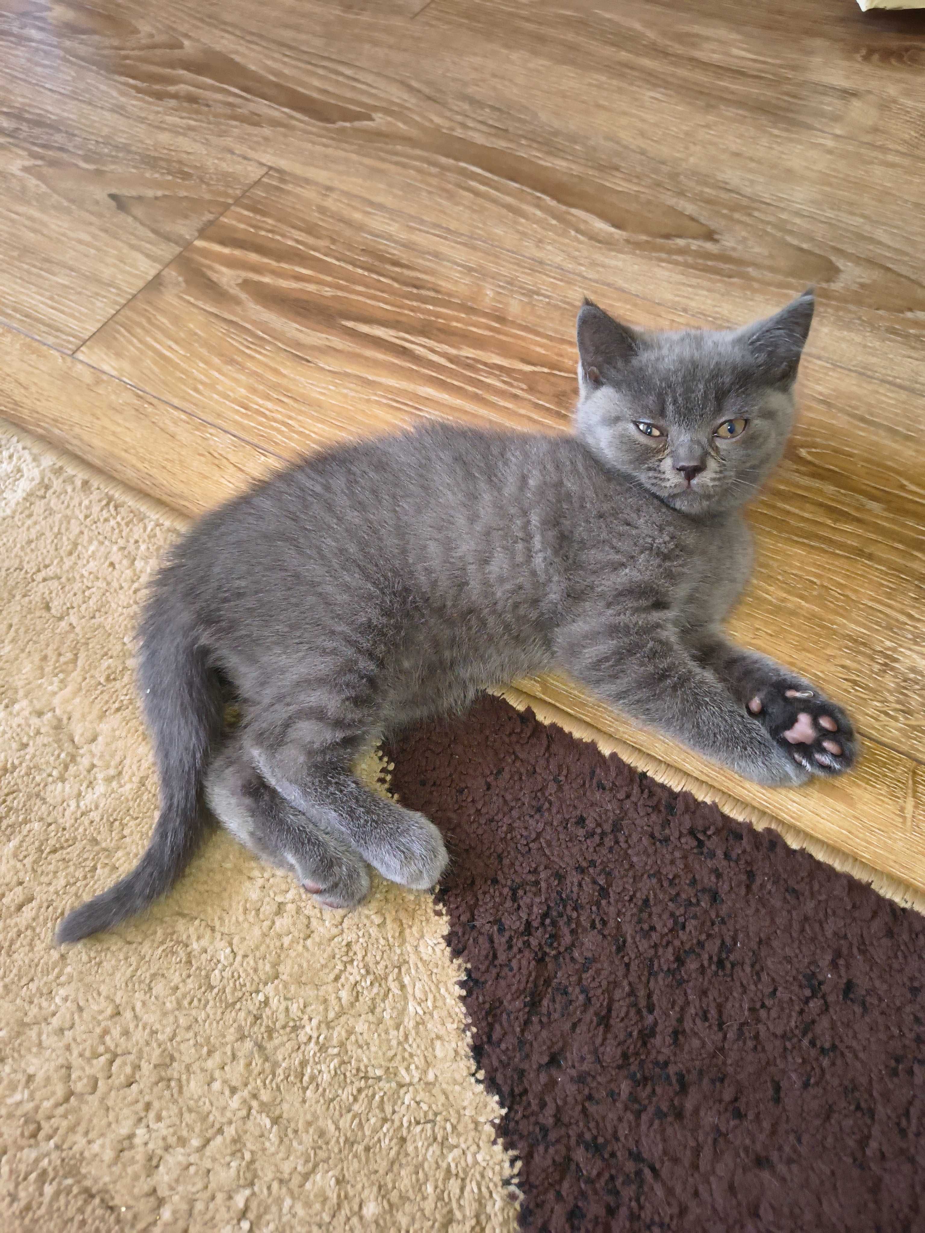 Британски котенца