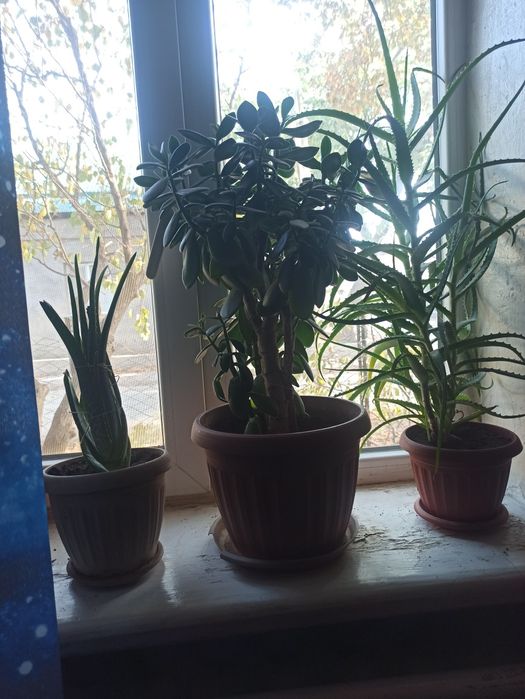 Денежное дерево 5 лет