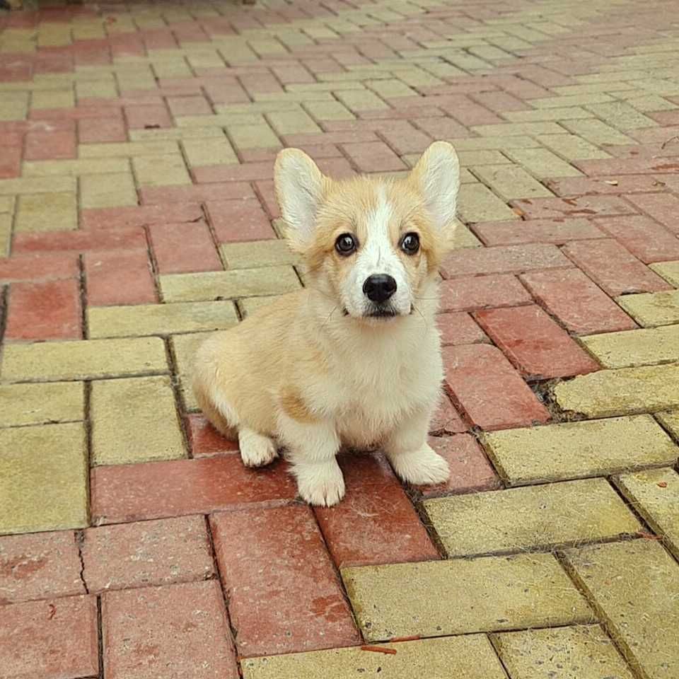 Descoperă Perfecțiunea! Femelă Corgi de Excepție Disponibilă Acum