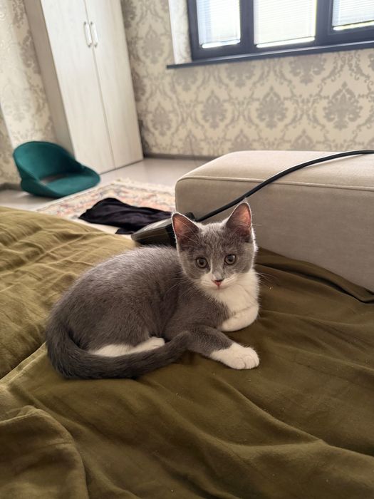 Скоттиш страйт девочка котенек 2 месяца