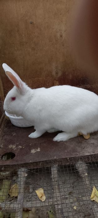 Продаётся кролик