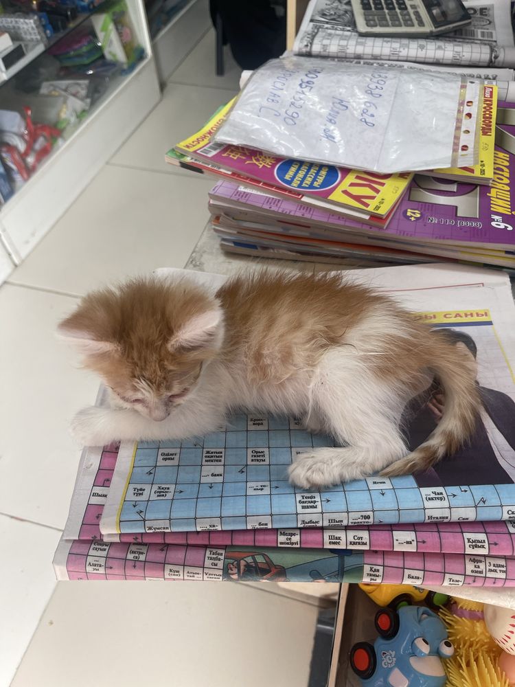 Котенок мальчик