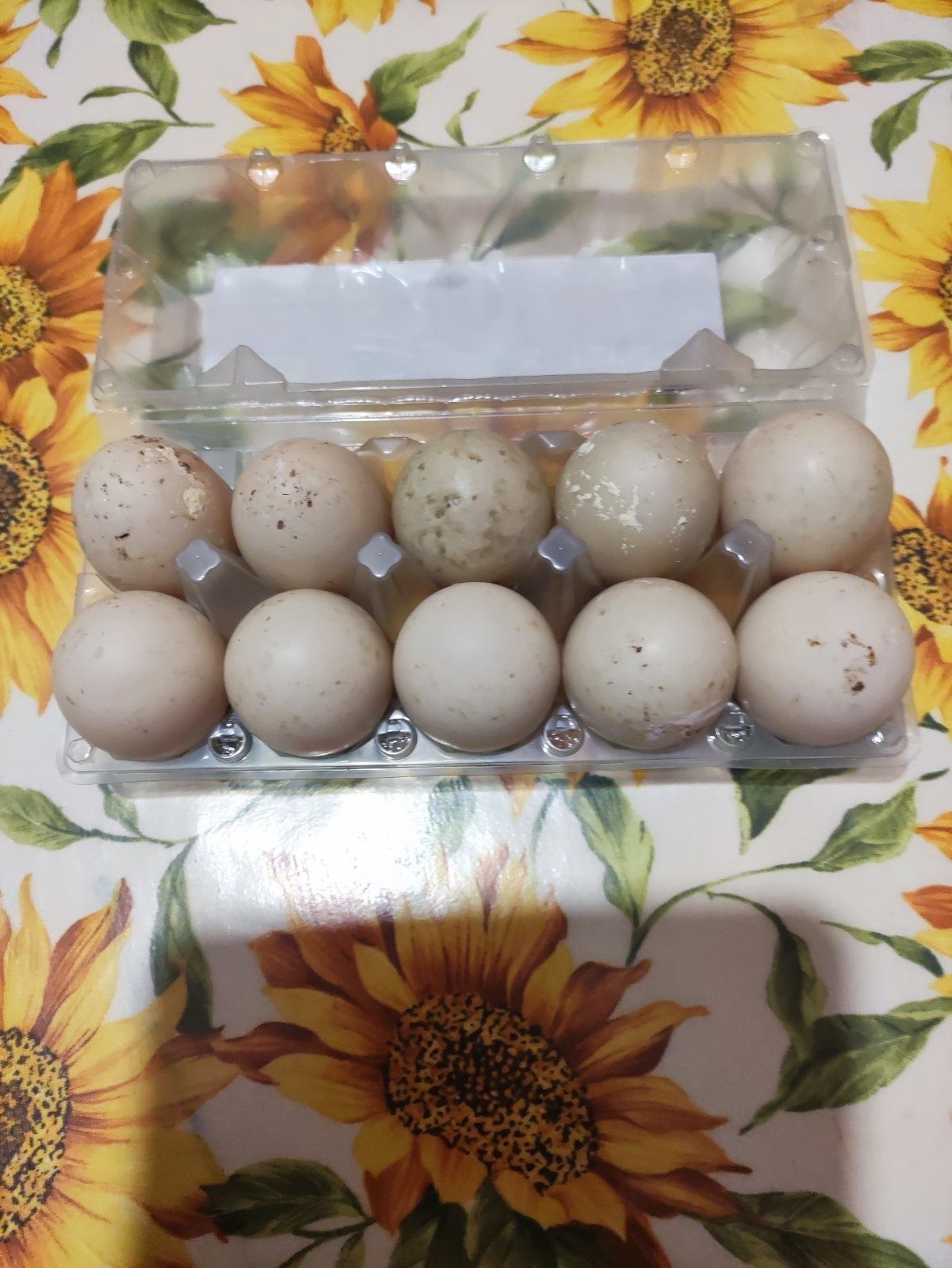 Яйца от йордечки