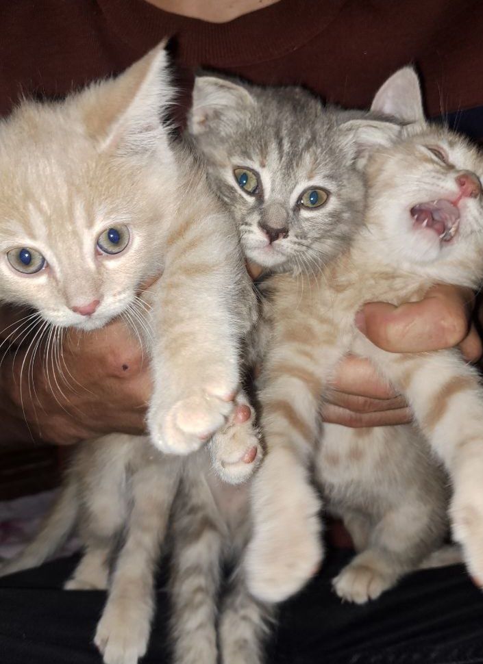 Scottish Straight sariq rangdagisi va Scottish Fold seriey rangdagisi