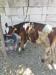 Vind vițică din rasa Holstein