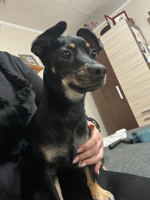 Пинчер/пинчероподобно сладурче