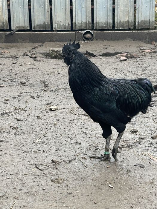 De vanzare cocos ayam cemani