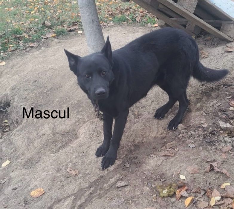 Donez Câini iubitori