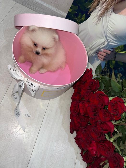 Немецкий шпиц