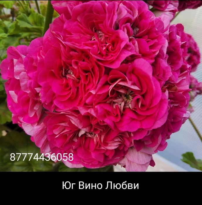 Сортовые пеларгонии