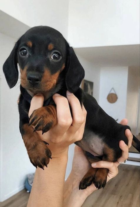 Teckel  pitic 1300 lei