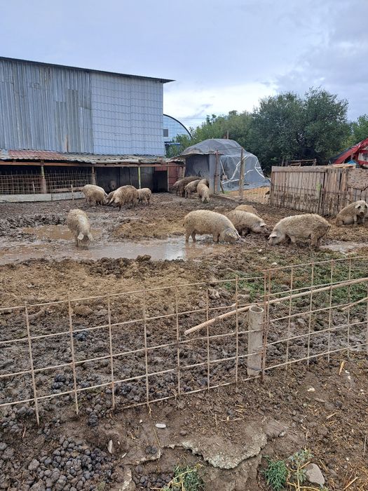 Porci rasa Mangalita crescuți in semilibertate
