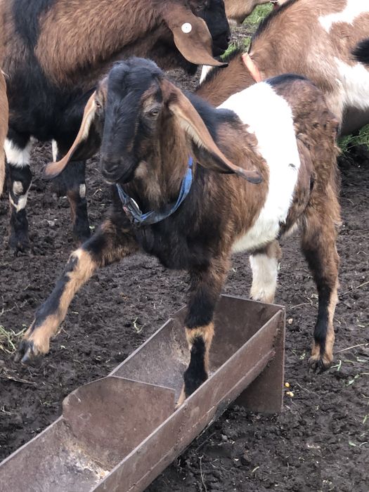 Țap Anglo-Nubian 7 luni