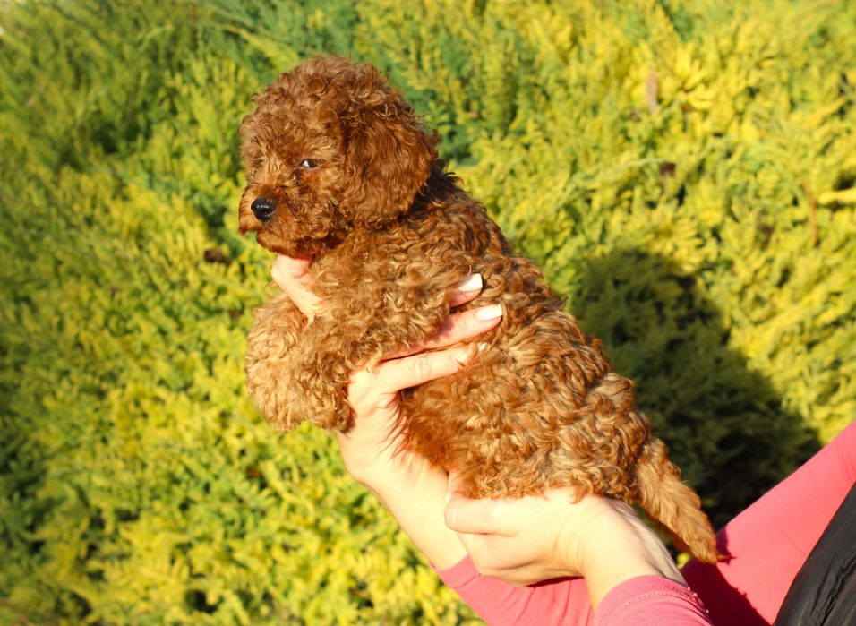 Мини мини пудел - той пудел бебета сродословни родители