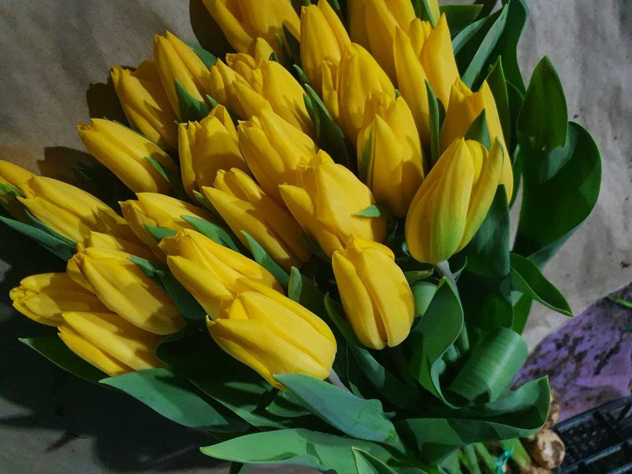 Свежие красивые тюльпаны в праздник доставка на дом и в офис
