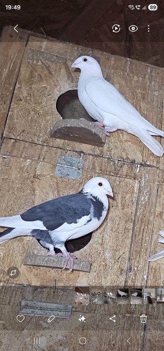 Vand porumbei voiajori