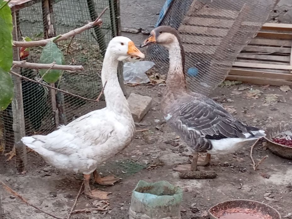 Sog'lom G'ozlar sotiladi