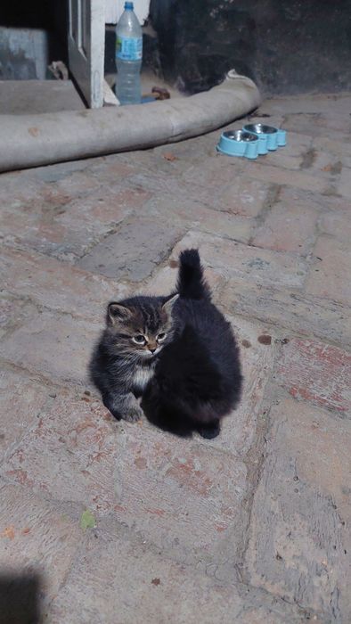 Котята домашние пушистые.